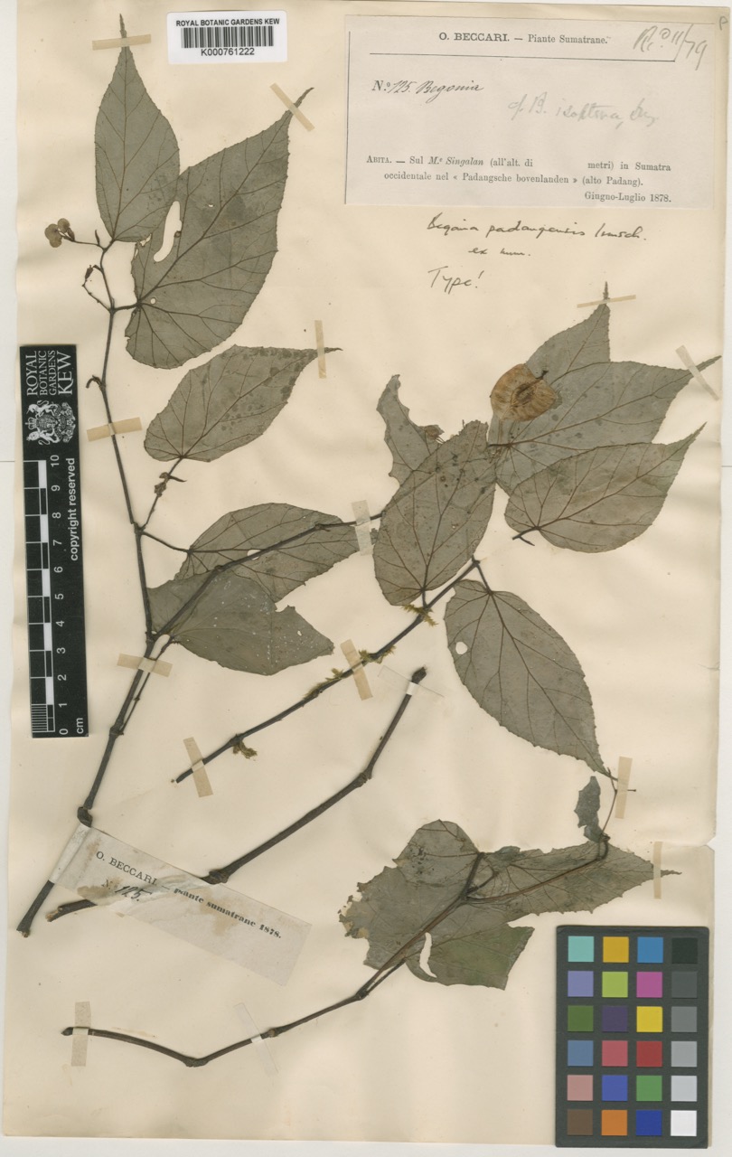 B. padangensis